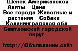 Шенок Американской Акиты › Цена ­ 35 000 - Все города Животные и растения » Собаки   . Калининградская обл.,Светловский городской округ 